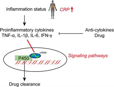 Inflammatory signaling on cytochrome P450-mediated drug metabolism in hepatocytes